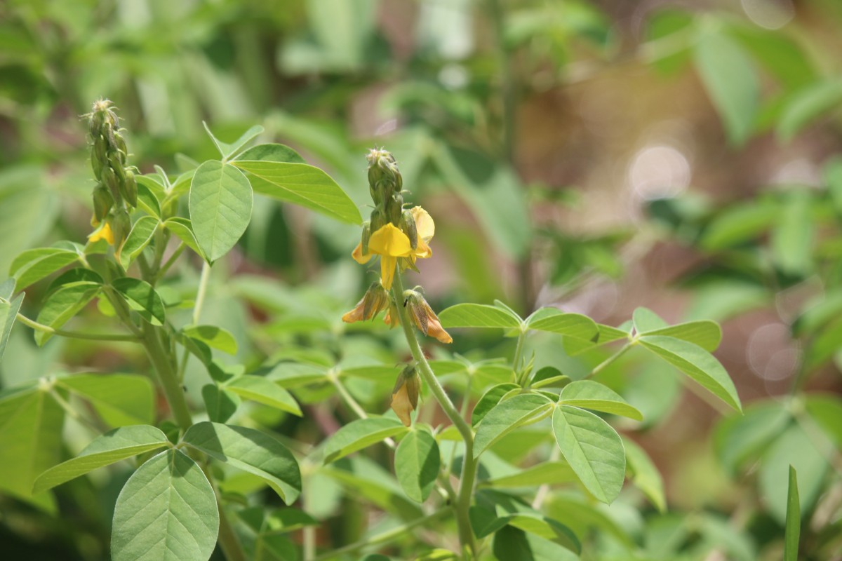 Crotalaria incana L.